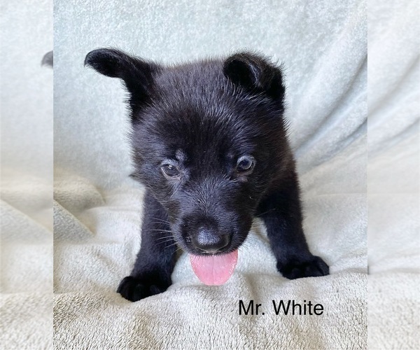 Medium Photo #8 German Shepherd Dog Puppy For Sale in BOKOSHE, OK, USA