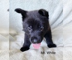 Small #7 German Shepherd Dog
