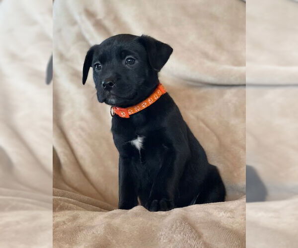 Medium Photo #2 Labrador Retriever-Unknown Mix Puppy For Sale in Duluth, MN, USA