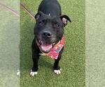 Small American Pit Bull Terrier
