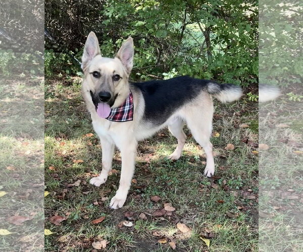 Medium Photo #1 German Shepherd Dog-Unknown Mix Puppy For Sale in Spring Lake, NJ, USA