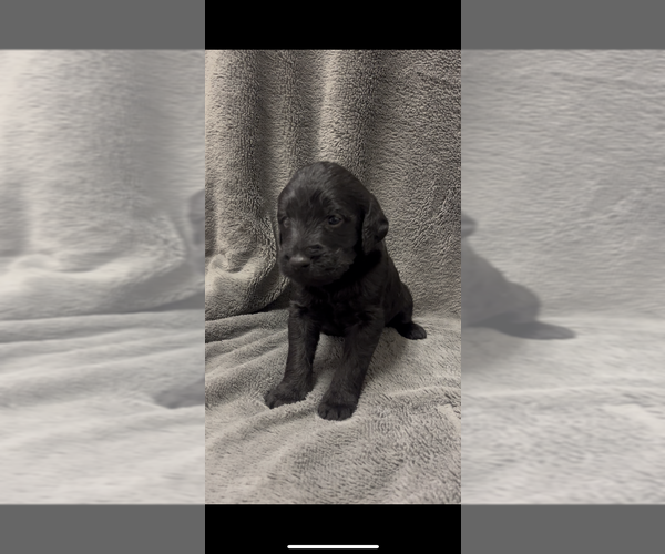 Medium Photo #6 Labradoodle Puppy For Sale in BONNER, MT, USA