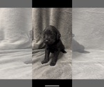 Small #5 Labradoodle