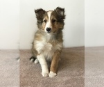 Small Photo #4 Shetland Sheepdog Puppy For Sale in BOWLING GREEN, KY, USA