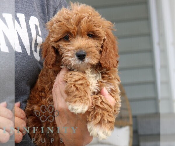 Medium Photo #4 Goldendoodle (Miniature) Puppy For Sale in NARVON, PA, USA