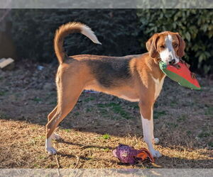 Mutt Dogs for adoption in Roxboro, NC, USA