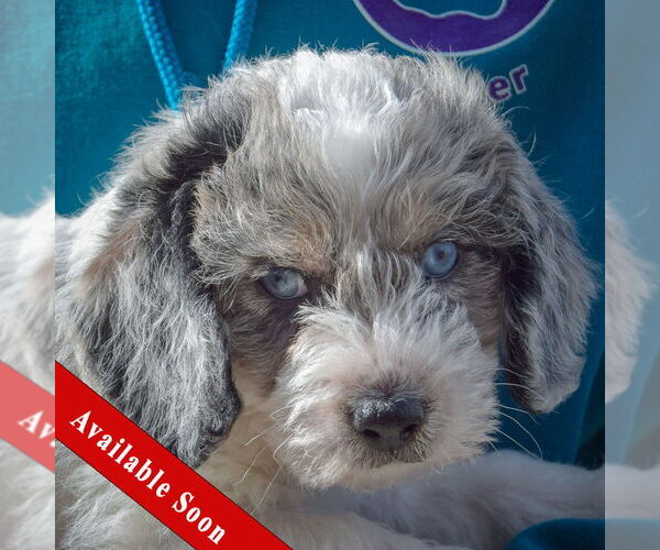 Medium Photo #1 Beagle-Unknown Mix Puppy For Sale in Huntley, IL, USA