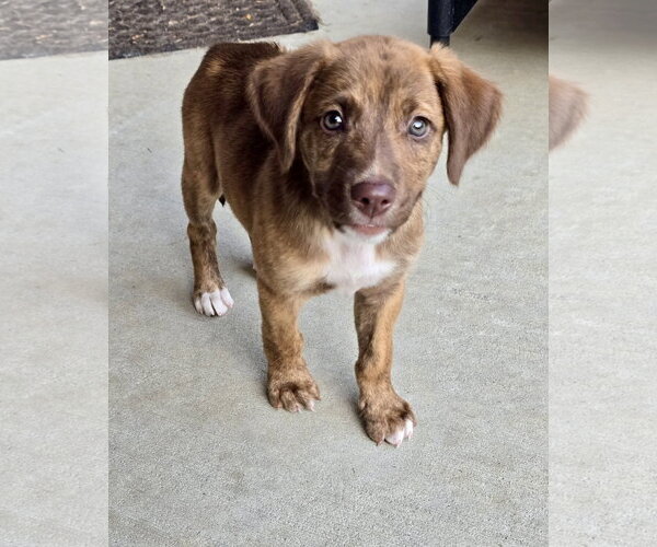 Medium Photo #1 Mutt Puppy For Sale in Hillsboro, MO, USA