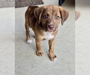 Mutt Dogs for adoption in Hillsboro, MO, USA