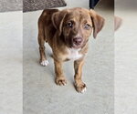 Small Mutt