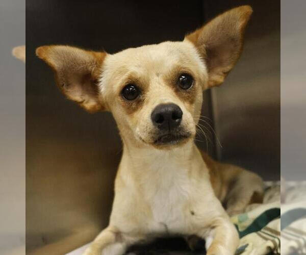 Medium Photo #1 Chihuahua-Unknown Mix Puppy For Sale in San Antonio, TX, USA