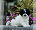 Small Zuchon