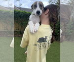 Small #1 Mutt