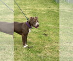 Small #11 American Pit Bull Terrier Mix