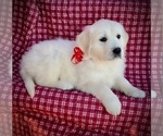 Small Photo #9 English Cream Golden Retriever Puppy For Sale in RUSSIAVILLE, IN, USA
