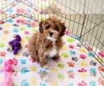 Small #5 Cock-A-Poo-Poodle (Miniature) Mix