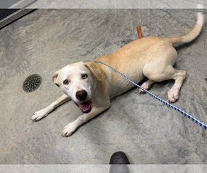 Aussiedor Dogs for adoption in Lee's Summit, MO, USA