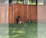 Small #10 German Shepherd Dog