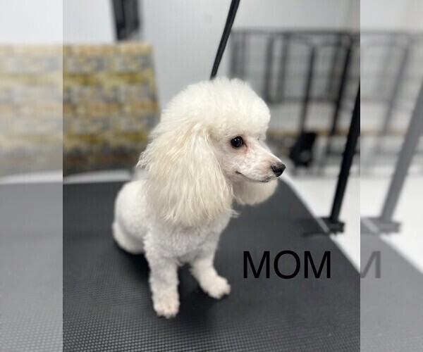 Medium Photo #1 Poodle (Toy) Puppy For Sale in CARMEL, IN, USA