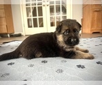 Small Photo #3 German Shepherd Dog Puppy For Sale in MAPLE GROVE, MN, USA
