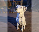 Small #14 Mutt
