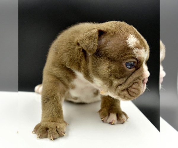 Medium Photo #5 Bulldog Puppy For Sale in PASCO, WA, USA