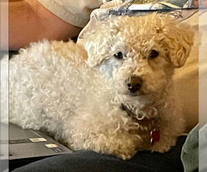Mutt Dogs for adoption in San Diego, CA, USA