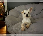 Small #1 Mutt