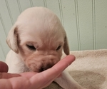 Puppy Willow Labrador Retriever