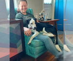 Small #2 Beagle-Border Collie Mix