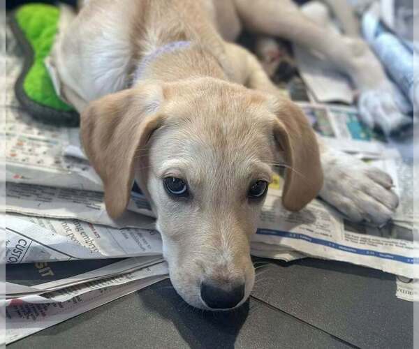 Medium Photo #6 Great Pyredane Puppy For Sale in Mundelein, IL, USA