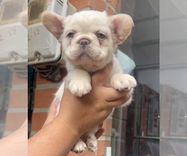 Medium Photo #7 French Bulldog Puppy For Sale in FRESNO, CA, USA