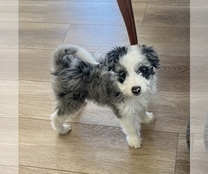 Aussiedoodle Miniature  Puppy for sale in BIRMINGHAM, AL, USA