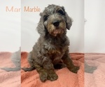 Small Photo #1 Bernese Mountain Dog-Doodle Mix Puppy For Sale in CALHOUN, GA, USA