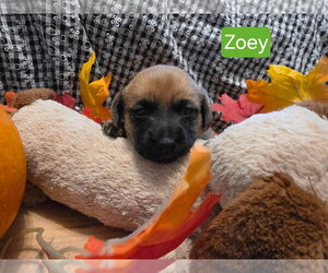 Dachshund-Unknown Mix Dogs for adoption in Los Angeles, CA, USA