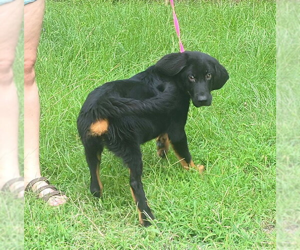 Medium Photo #2 Bloodhound-Unknown Mix Puppy For Sale in Wetumpka, AL, USA