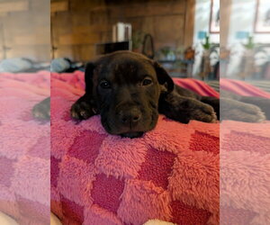 Frankie - Female Mutt Dog for Adoption - Photo #3