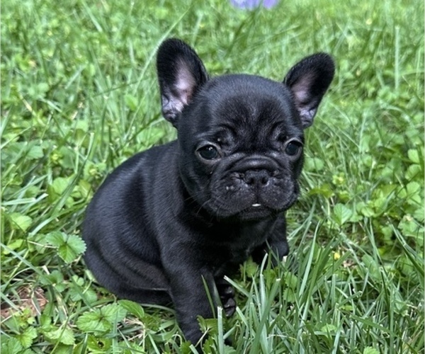 Medium Photo #3 French Bulldog Puppy For Sale in LEWISVILLE, NC, USA