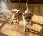 Small #4 Poodle (Miniature)