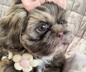 Shih Tzu Puppy for sale in HOUSTON, TX, USA