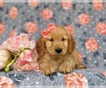 Small Photo #5 Golden Retriever Puppy For Sale in KIRKWOOD, PA, USA