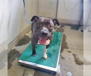 American Pit Bull Terrier Dogs for adoption in Camarillo, CA, USA