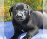 Small #1 Catahoula Leopard Dog-Labrador Retriever Mix