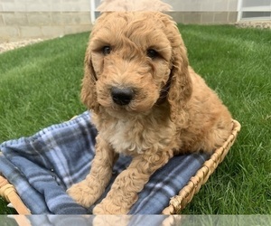 Goldendoodle Puppy for sale in SHIPSHEWANA, IN, USA