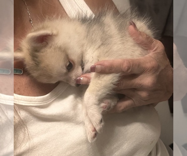 Medium Photo #4 Pomsky Puppy For Sale in GOLDEN VALLEY, AZ, USA