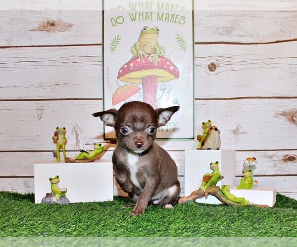 Medium Photo #1 Chihuahua Puppy For Sale in CHARLESTON, AR, USA