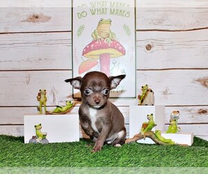 Chihuahua Puppy for Sale in CHARLESTON, Arkansas USA