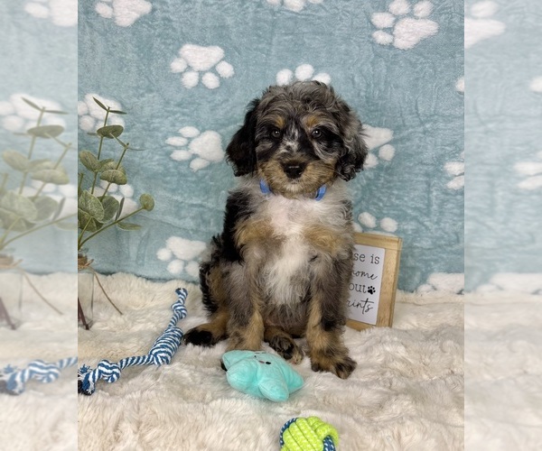 Medium Photo #4 Bernedoodle (Miniature) Puppy For Sale in NOBLESVILLE, IN, USA