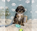 Small #3 Bernedoodle (Miniature)