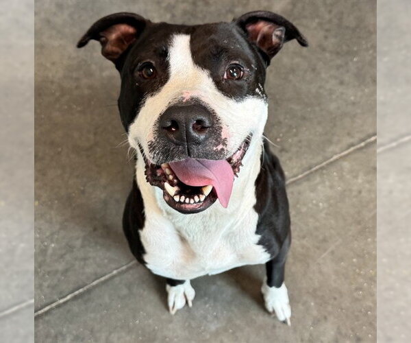 Medium Photo #1 American Bulldog Puppy For Sale in Tavares, FL, USA